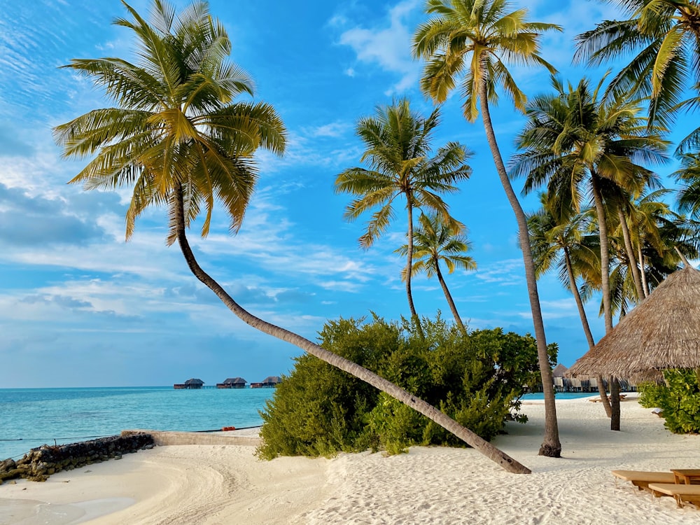 Caribe