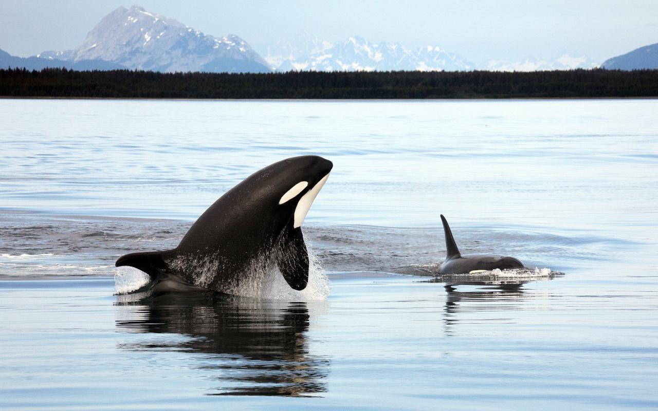 Orcas