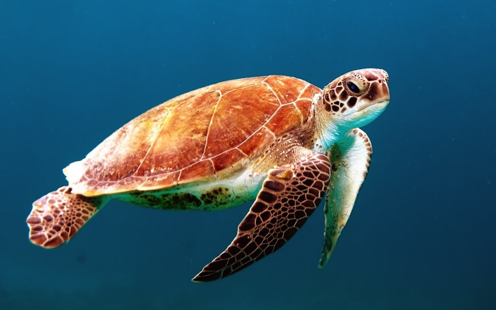 Buceo Caribe